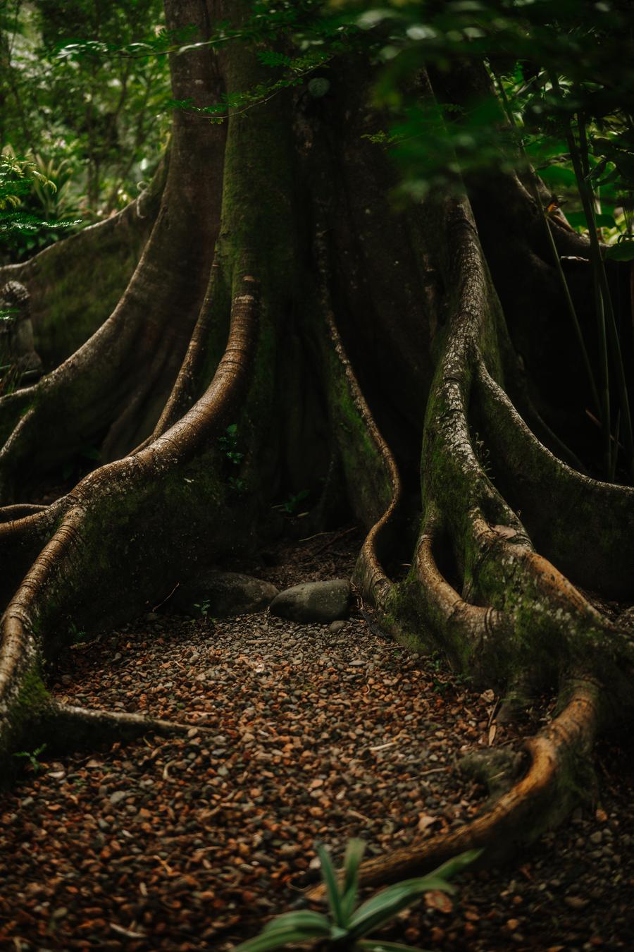 A great tree with wide roots in the Costa Rican forest, photographed by Heavy Glow